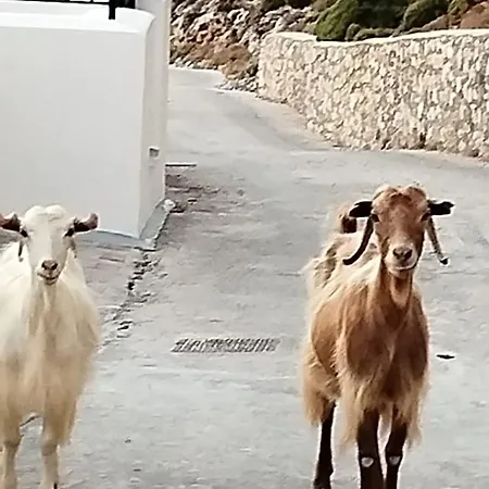 Lazy Goat - At Kastelli, * Masouri